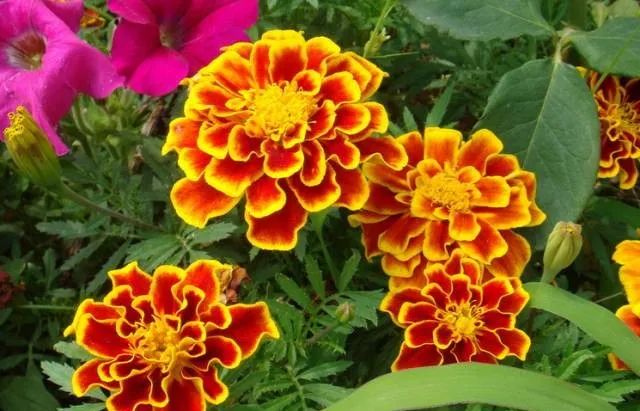 100种常见的花卉图片及其简介