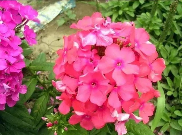 100种常见的花卉图片及其简介