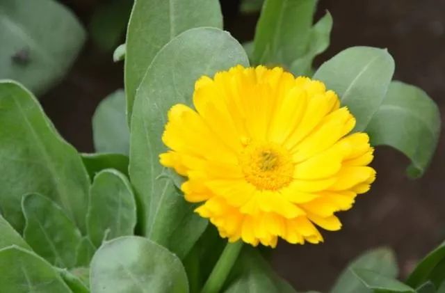 100种常见的花卉图片及其简介