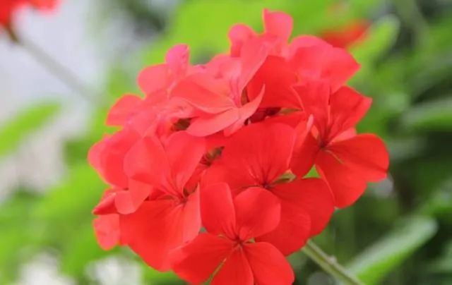 100种常见的花卉图片及其简介