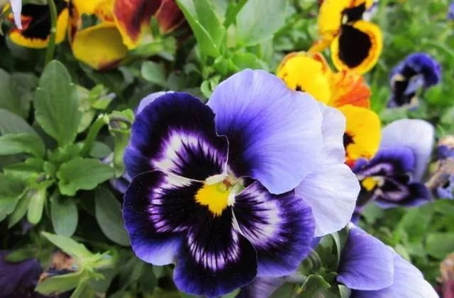 100种常见的花卉图片及其简介