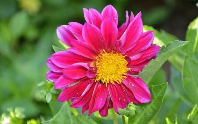 100种常见的花卉图片及其简介