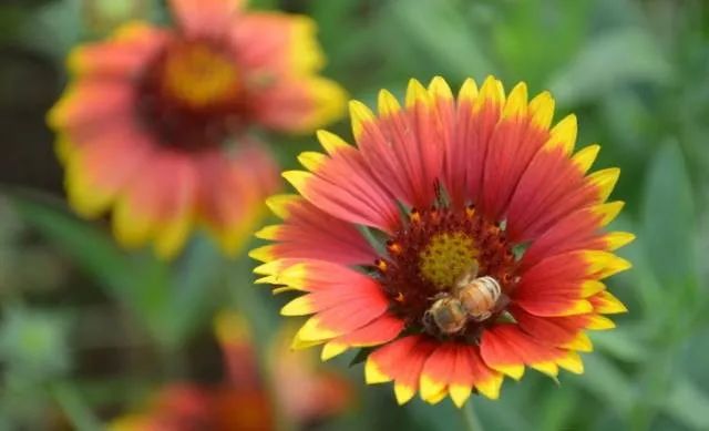 100种常见的花卉图片及其简介