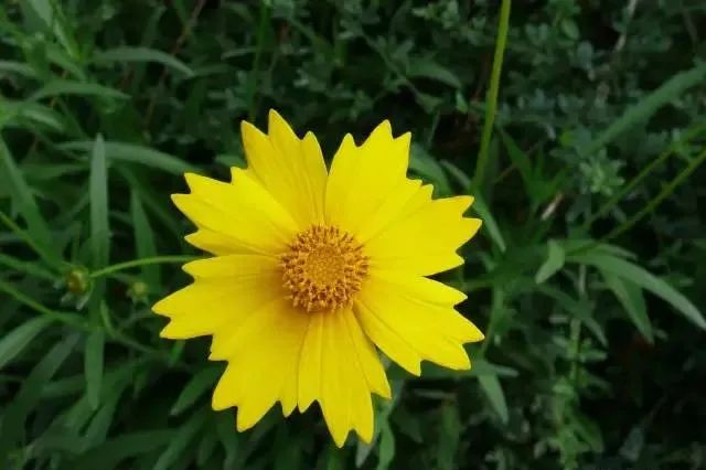 100种常见的花卉图片及其简介