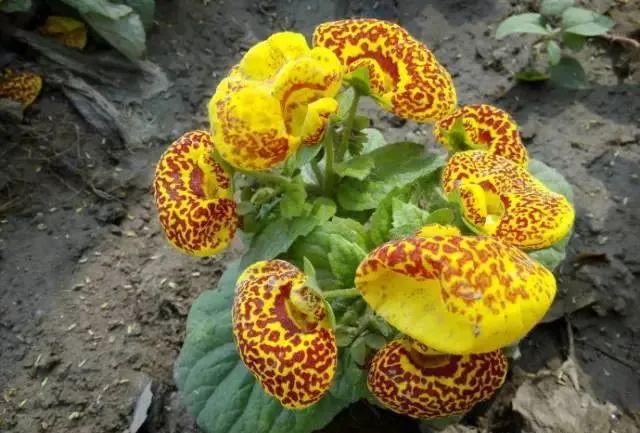 100种常见的花卉图片及其简介