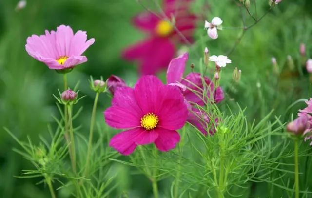 100种常见的花卉图片及其简介