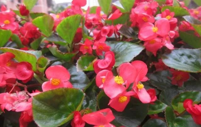 100种常见的花卉图片及其简介