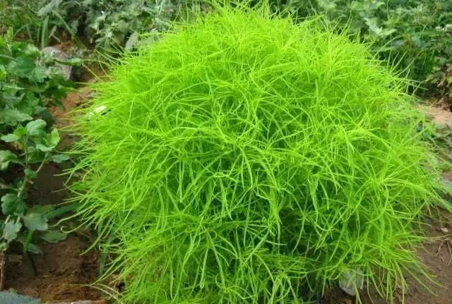 100种常见的花卉图片及其简介