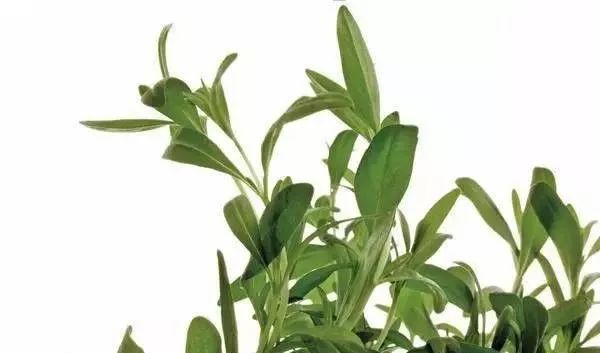 100种常见的花卉图片及其简介