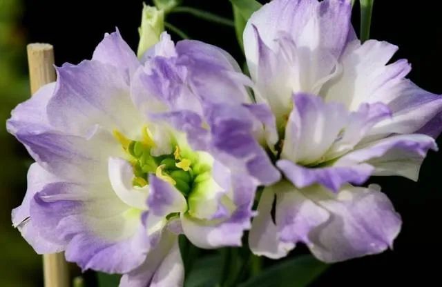 100种常见的花卉图片及其简介