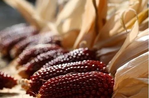 100种常见的花卉图片及其简介