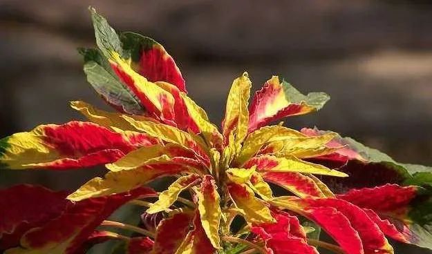 100种常见的花卉图片及其简介