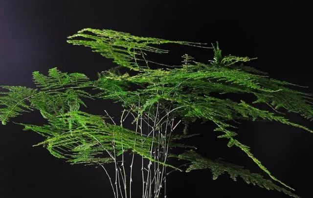 100种常见的花卉图片及其简介