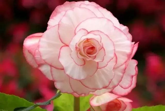 100种常见的花卉图片及其简介