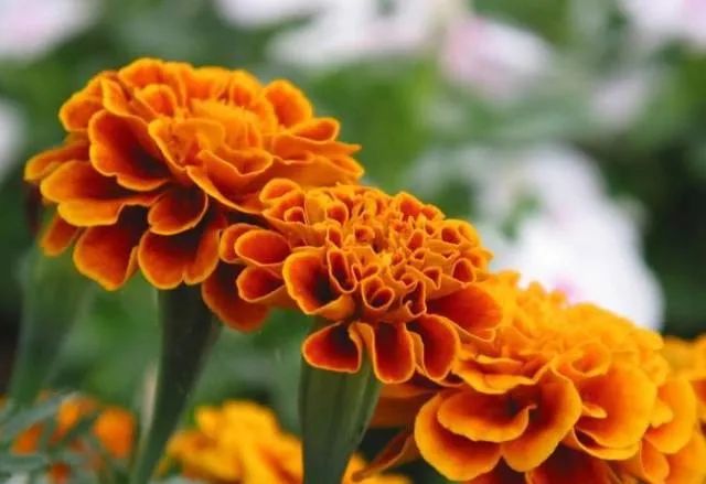 100种常见的花卉图片及其简介